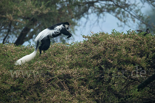 Mantelaffe (Colobus guereza)