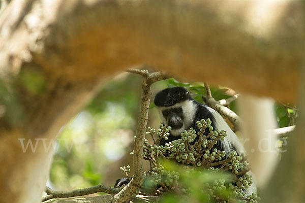 Mantelaffe (Colobus guereza)