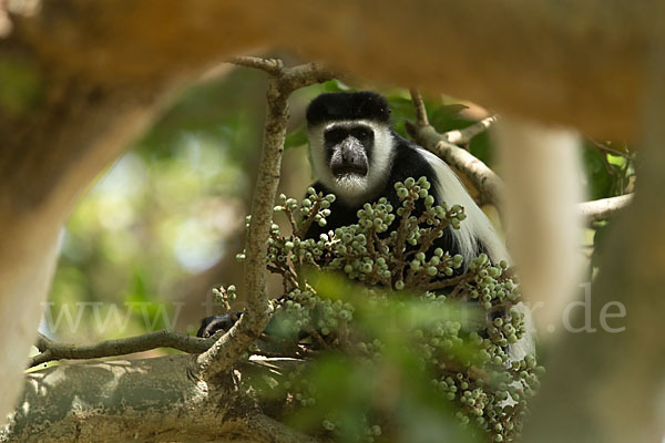 Mantelaffe (Colobus guereza)