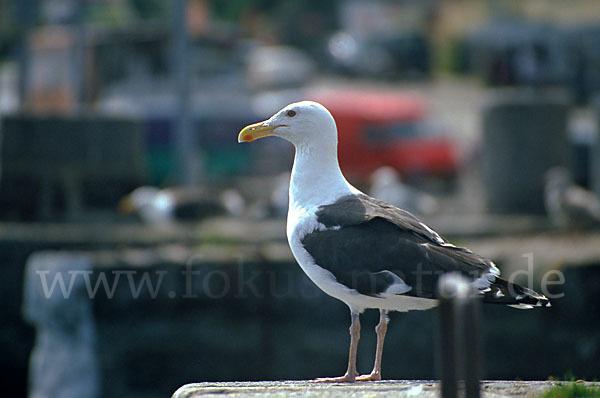 Mantelmöwe (Larus marinus)