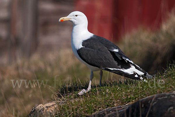 Mantelmöwe (Larus marinus)