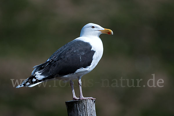 Mantelmöwe (Larus marinus)