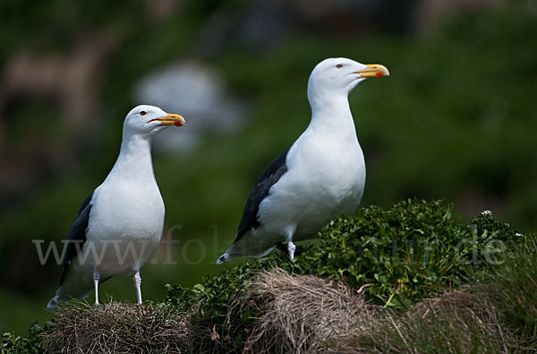 Mantelmöwe (Larus marinus)