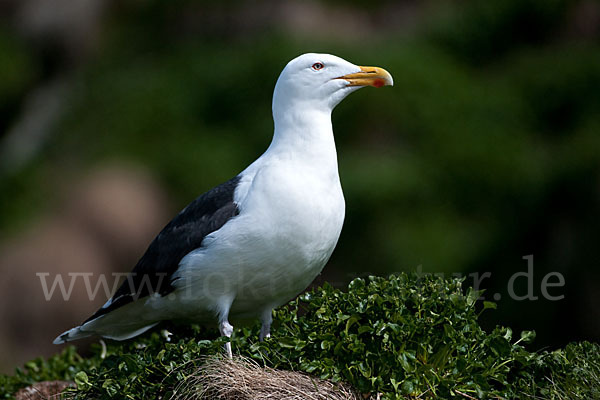 Mantelmöwe (Larus marinus)