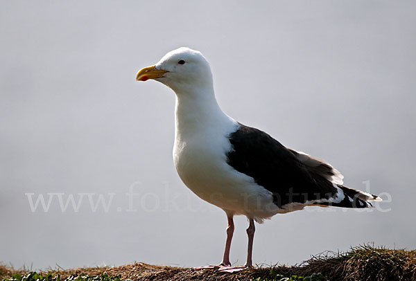 Mantelmöwe (Larus marinus)