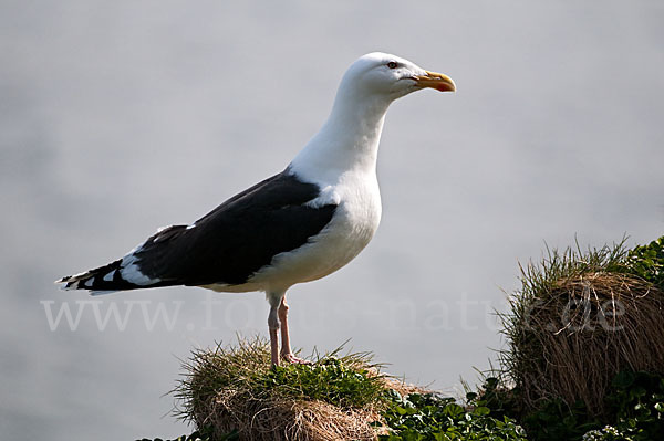 Mantelmöwe (Larus marinus)