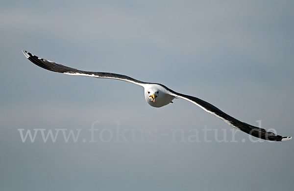 Mantelmöwe (Larus marinus)