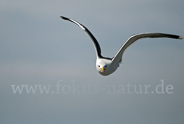 Mantelmöwe (Larus marinus)