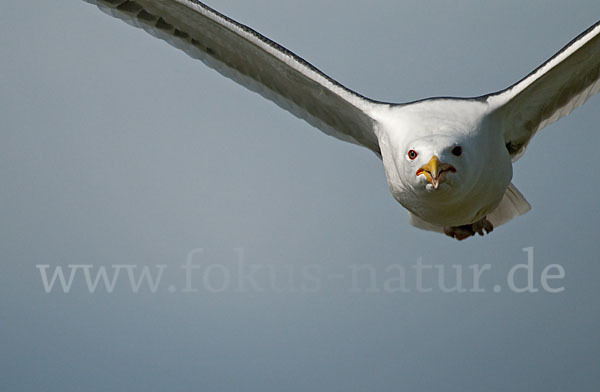 Mantelmöwe (Larus marinus)