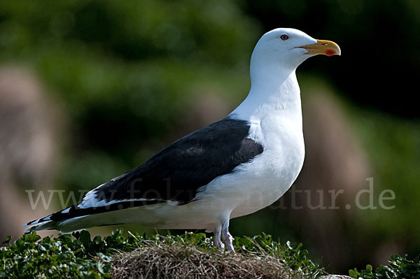 Mantelmöwe (Larus marinus)