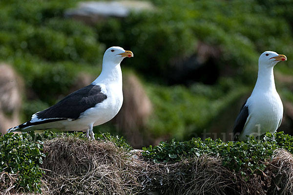 Mantelmöwe (Larus marinus)