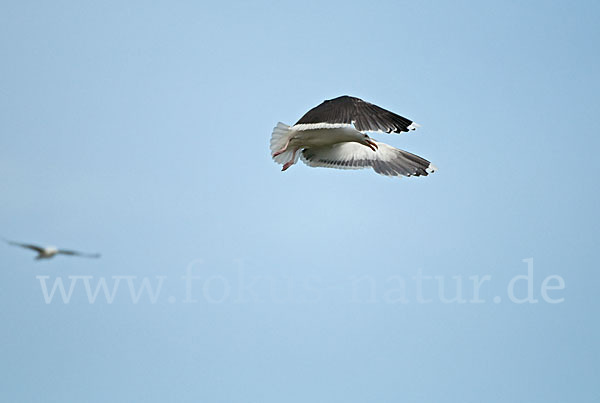 Mantelmöwe (Larus marinus)