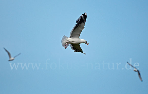 Mantelmöwe (Larus marinus)