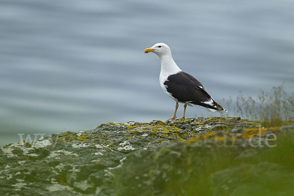 Mantelmöwe (Larus marinus)