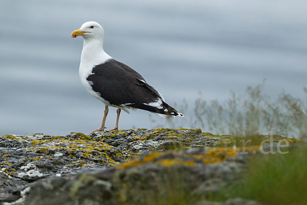 Mantelmöwe (Larus marinus)