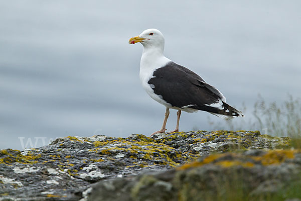 Mantelmöwe (Larus marinus)