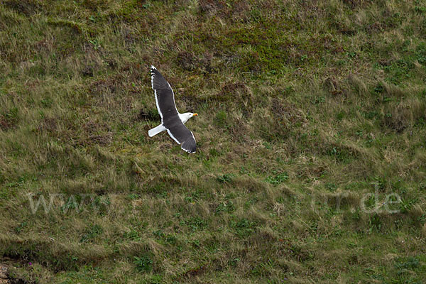 Mantelmöwe (Larus marinus)