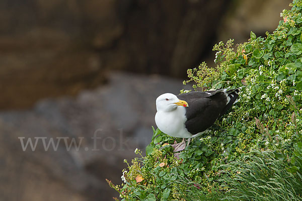 Mantelmöwe (Larus marinus)