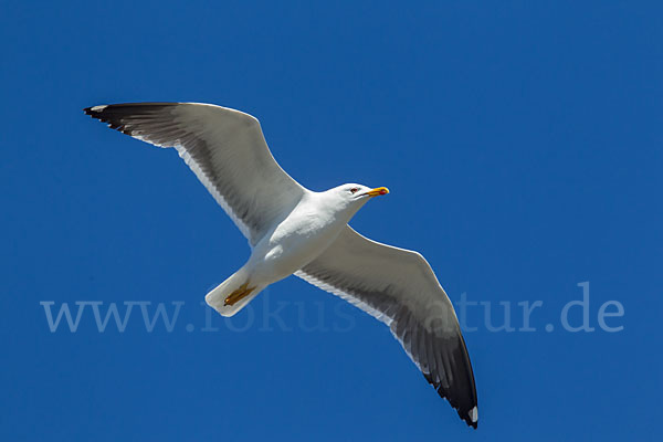 Mantelmöwe (Larus marinus)