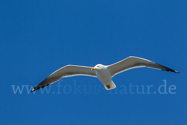 Mantelmöwe (Larus marinus)