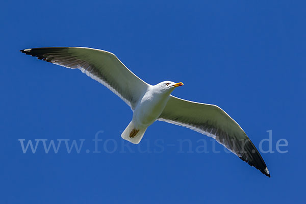 Mantelmöwe (Larus marinus)