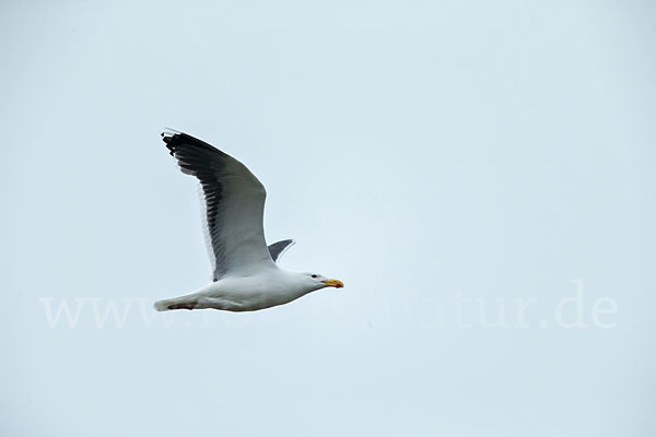 Mantelmöwe (Larus marinus)