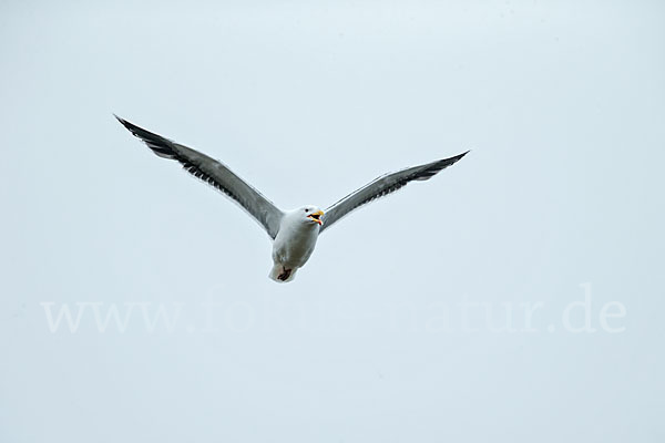 Mantelmöwe (Larus marinus)