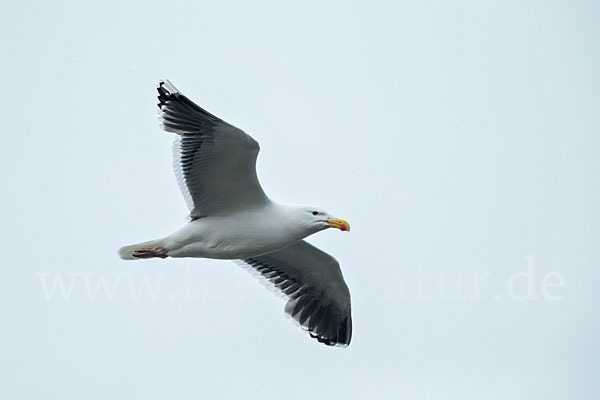 Mantelmöwe (Larus marinus)