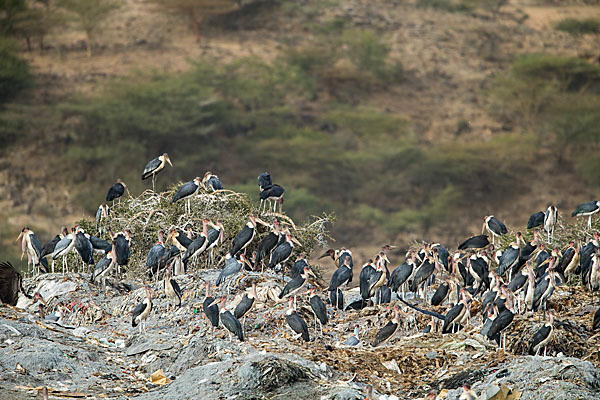 Marabu (Leptoptilos crumiferus)