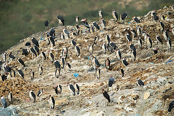 Marabu (Leptoptilos crumiferus)