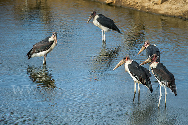 Marabu (Leptoptilos crumiferus)