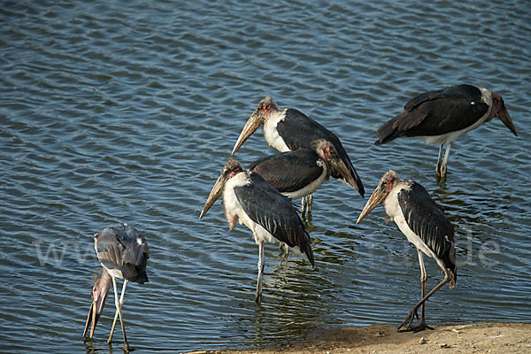 Marabu (Leptoptilos crumiferus)
