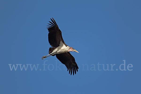 Marabu (Leptoptilos crumiferus)