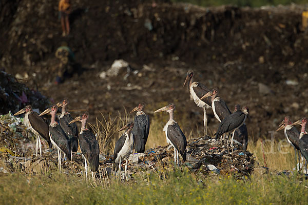 Marabu (Leptoptilos crumiferus)