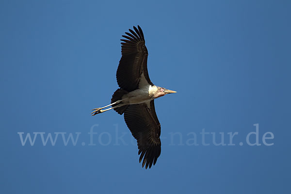 Marabu (Leptoptilos crumiferus)