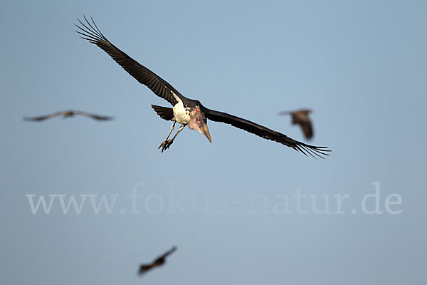 Marabu (Leptoptilos crumiferus)