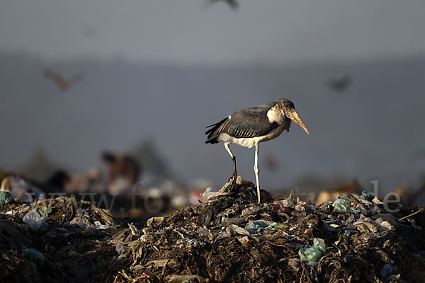 Marabu (Leptoptilos crumiferus)