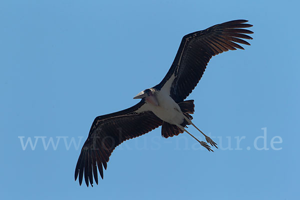 Marabu (Leptoptilos crumiferus)