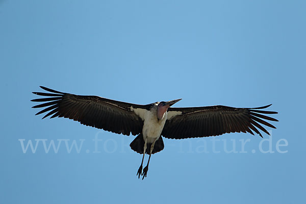 Marabu (Leptoptilos crumiferus)