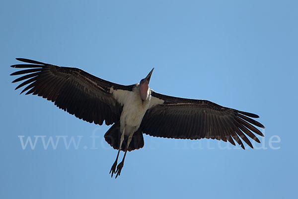 Marabu (Leptoptilos crumiferus)