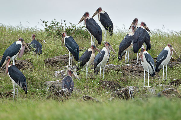 Marabu (Leptoptilos crumiferus)