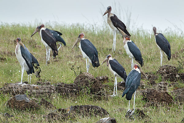 Marabu (Leptoptilos crumiferus)