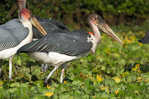 Marabu (Leptoptilos crumiferus)