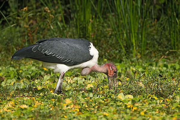 Marabu (Leptoptilos crumiferus)