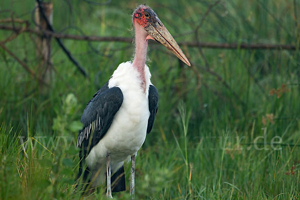 Marabu (Leptoptilos crumiferus)