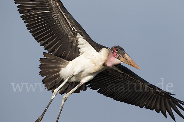 Marabu (Leptoptilos crumiferus)