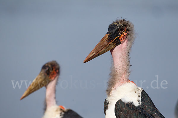 Marabu (Leptoptilos crumiferus)