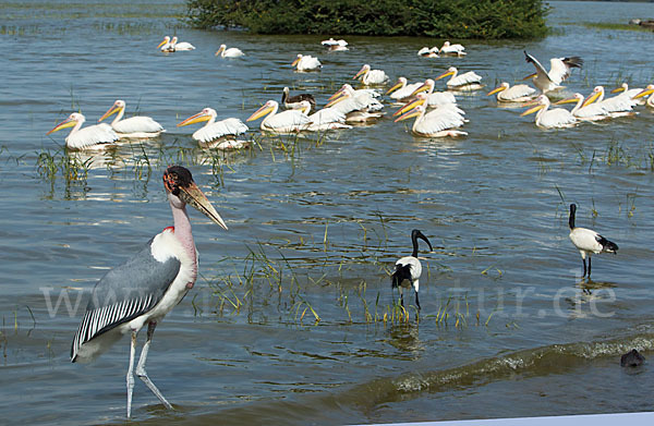 Marabu (Leptoptilos crumiferus)