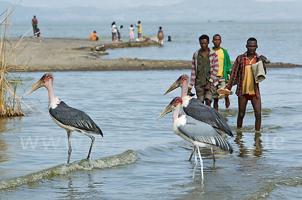 Marabu (Leptoptilos crumiferus)