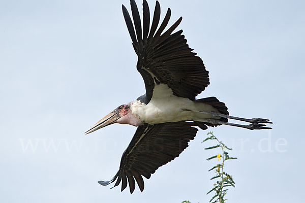 Marabu (Leptoptilos crumiferus)